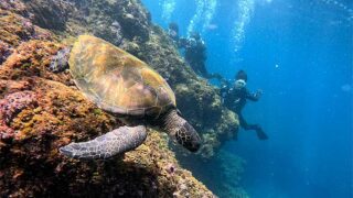 西風吹いてた八丈島、概ね落ち着く底土で【体験ダイビング】