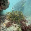 強めな風吹く八丈島、うねりはあるが神湊で【ダイビング】