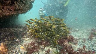 強めな風吹く八丈島、うねりはあるが神湊で【ダイビング】