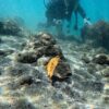 風は弱まる八丈島、うねりはあるが神湊で【ダイビング】