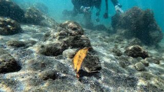 風は弱まる八丈島、うねりはあるが神湊で【ダイビング】