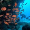 雲は広がる八丈島、西側ボートで【ダイビング】