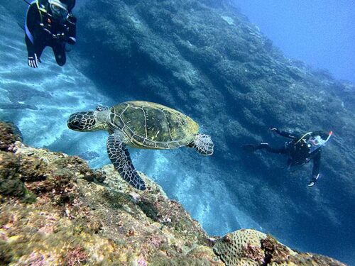 根の近くで海藻食べてたウミガメいたり