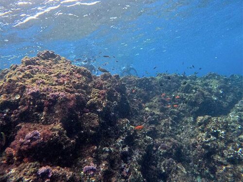 根上にはコガシラベラとかキンギョハナダイとか見かけたり