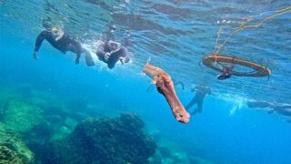 青空見られる八丈島、少しうねりはあるがナズマドで【シュノーケリング】