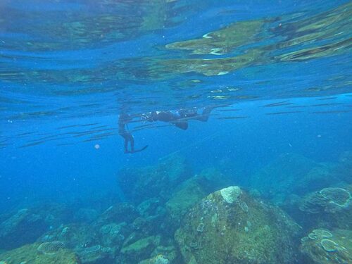 水面近くにはダツの仲間も見かけたり