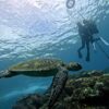 青空広がる八丈島、穏やかな八重根で【体験ダイビング】