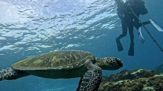 青空広がる八丈島、穏やかな八重根で【体験ダイビング】