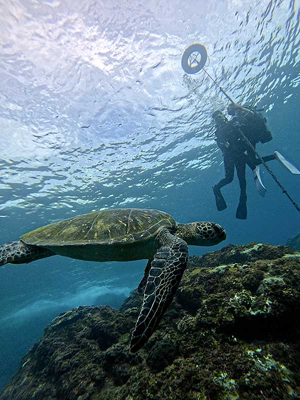 ちょっと沖出てウミガメ見たり