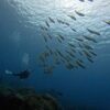 涼しい風吹く八丈島、概ね落ち着いていたナズマドで【ダイビング】