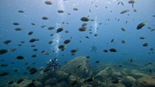 青空見えてた八丈島、落ち着いていたナズマドで【ダイビング】