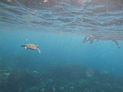 水面近くに上がってきていたウミガメ見たり