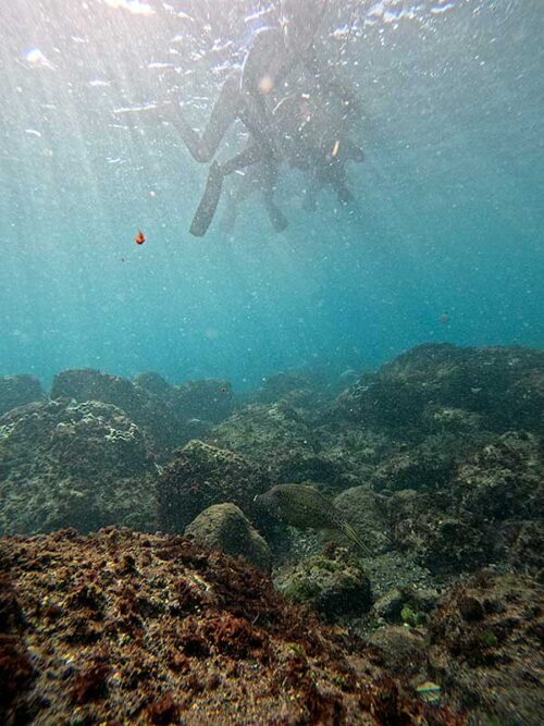 水底近くにはソウシハギとか見かけたり